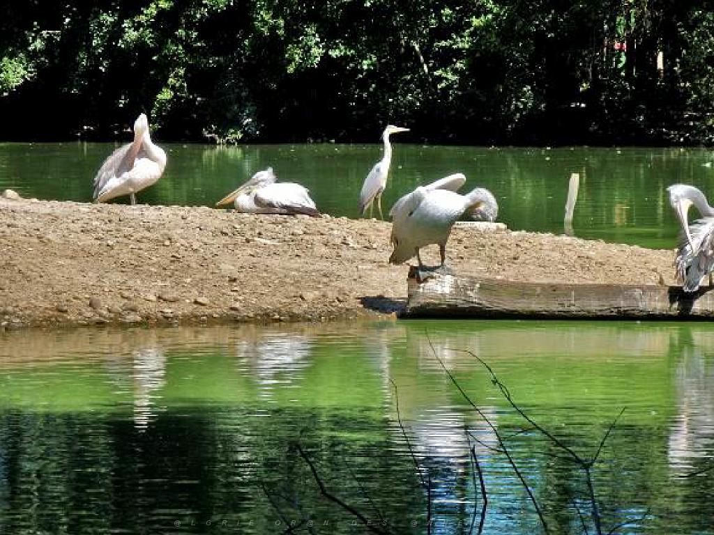 101PARC AUX OISEAUX DANS L AIN 2016 1_000019.jpg